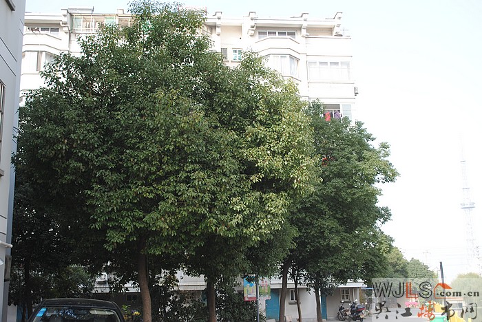 小區(qū)圖